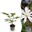 Livraison plante Magnolia stellata – Lot de 1 – Pot 12 cm – Hauteur 30 cm