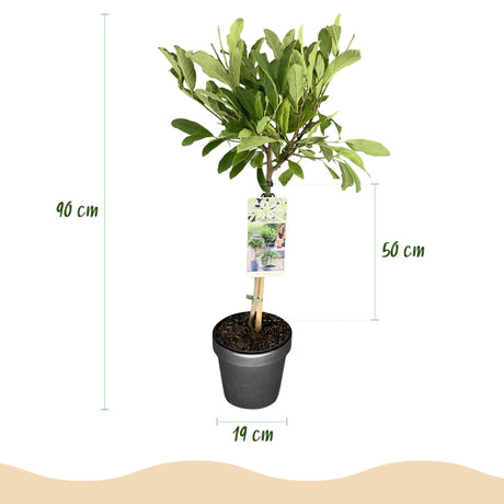 Livraison plante Magnolia stellata – Lot de 1 – Pot 19 cm – Hauteur 90 cm