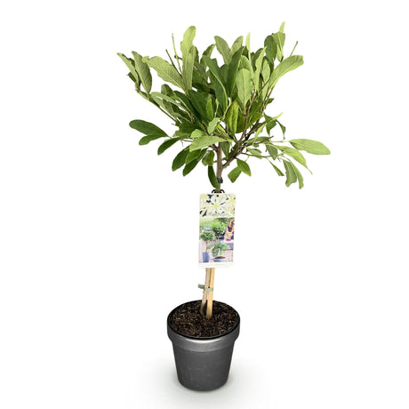 Livraison plante Magnolia stellata – Lot de 1 – Pot 19 cm – Hauteur 90 cm