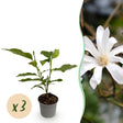 Livraison plante Magnolia stellata – Lot de 3 – Pot 12 cm – Hauteur 30 cm
