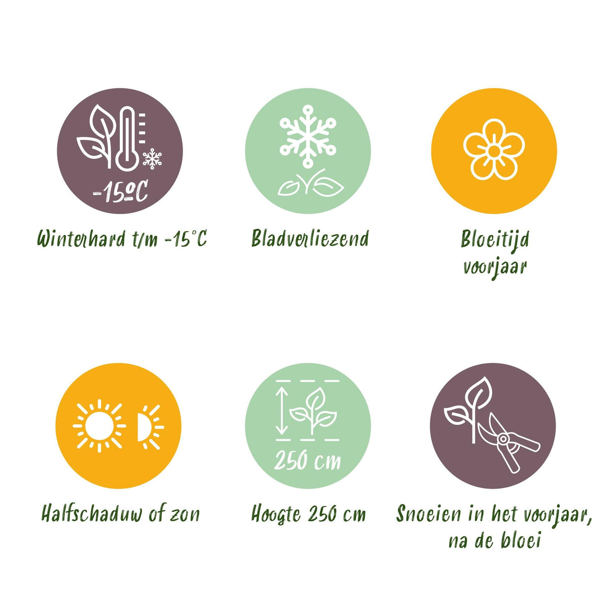 Livraison plante Magnolia stellata – Lot de 3 – Pot 12 cm – Hauteur 30 cm