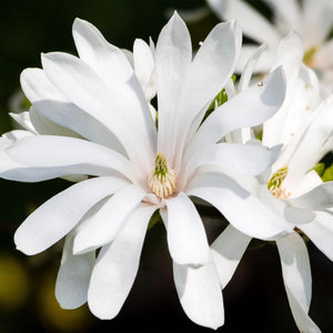 Livraison plante Magnolia stellata Royal Star – Lot de 3 – Hauteur 30 cm