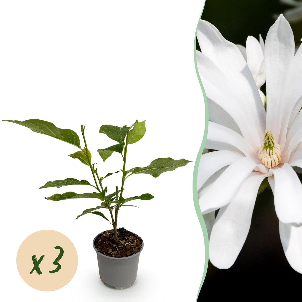 Livraison plante Magnolia stellata Royal Star – Lot de 3 – Hauteur 30 cm