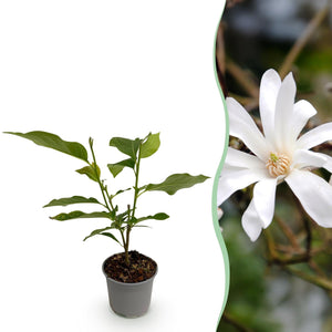 Livraison plante Magnolia stellata x1