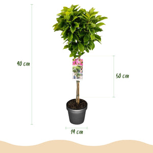 Livraison plante Magnolia Susan – Lot de 1 – Pot 19 cm – Hauteur 90 cm