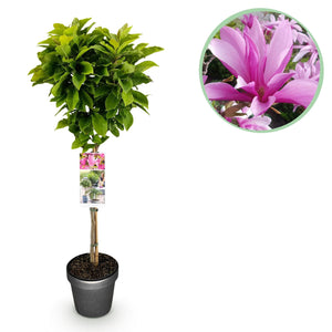 Livraison plante Magnolia Susan – Lot de 1 – Pot 19 cm – Hauteur 90 cm