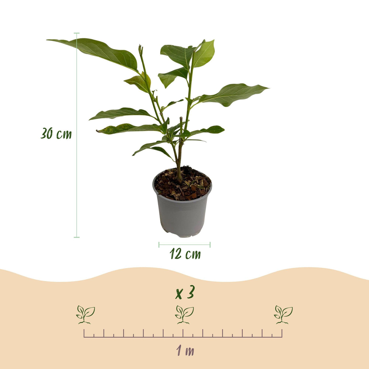 Livraison plante Magnolia Susan – Lot de 3 – Pot 12 cm – Hauteur 30 cm