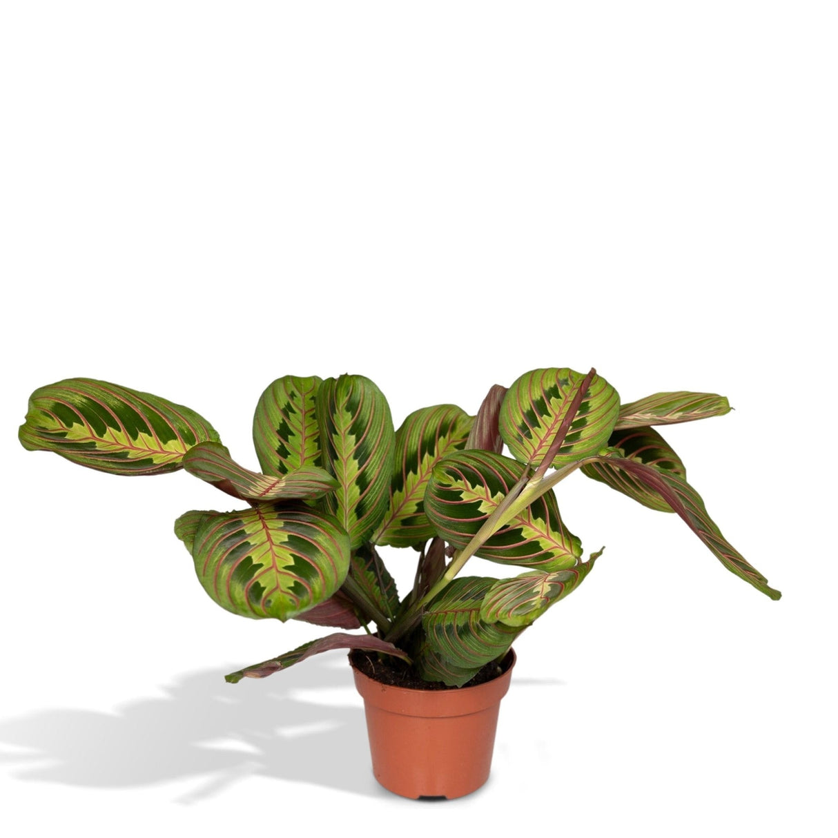 Livraison plante Maranta Fascinator