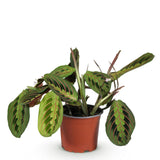 Livraison plante Maranta Fascinator