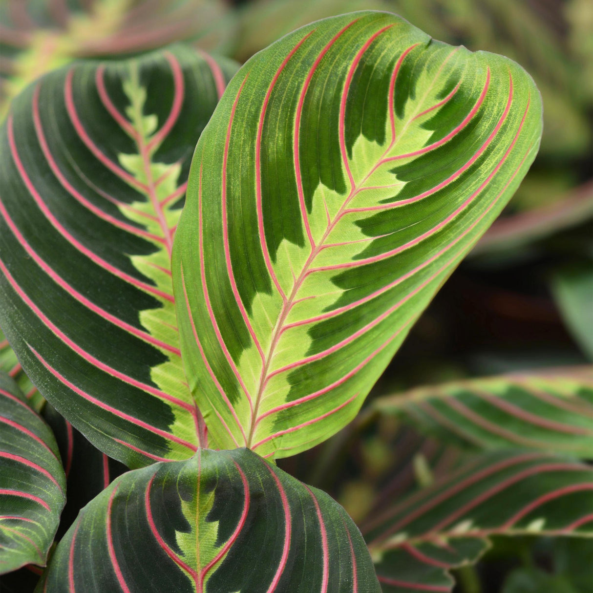 Livraison plante Maranta Fascinator