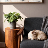 Livraison plante Maranta Fascinator Kerchoveana