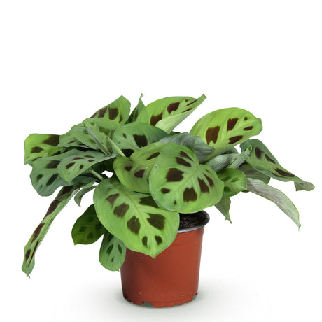 Livraison plante Maranta Fascinator Kerchoveana