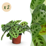 Livraison plante Maranta Fascinator Kerchoveana