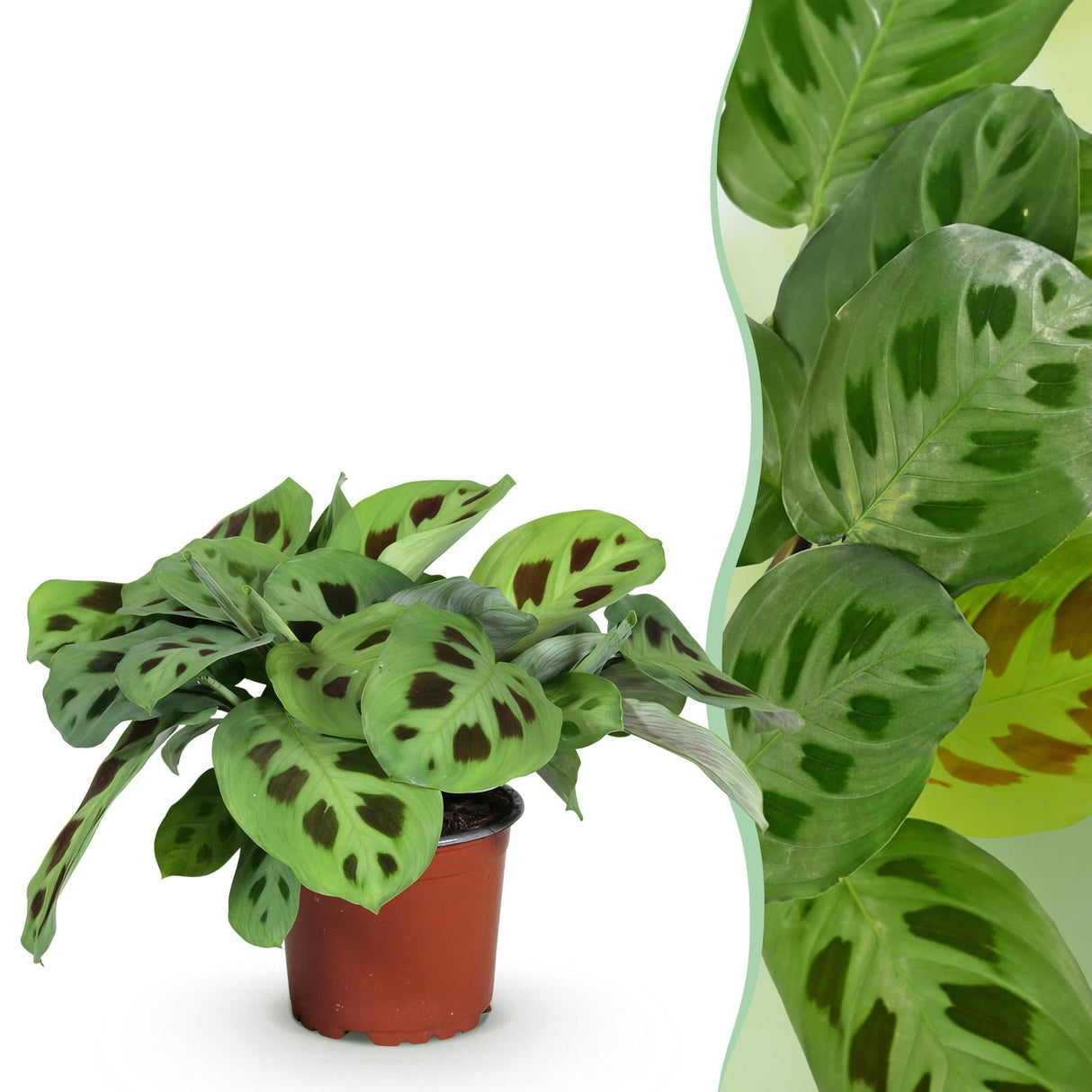 Livraison plante Maranta Fascinator Kerchoveana