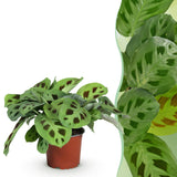 Livraison plante Maranta Fascinator Kerchoveana