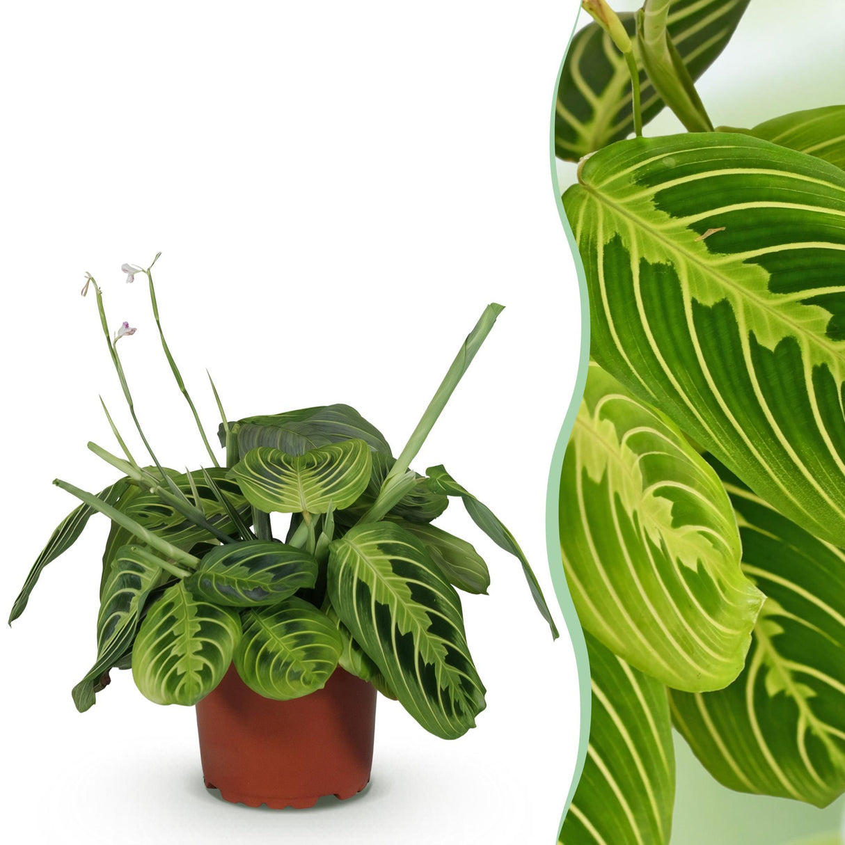 Livraison plante Maranta Fascinator Lemon Lime