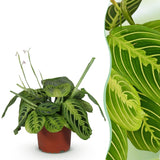 Livraison plante Maranta Fascinator Lemon Lime
