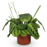 Livraison plante Maranta Fascinator Lemon Lime