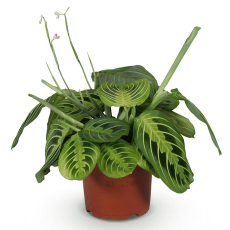 Livraison plante Maranta Fascinator Lemon Lime