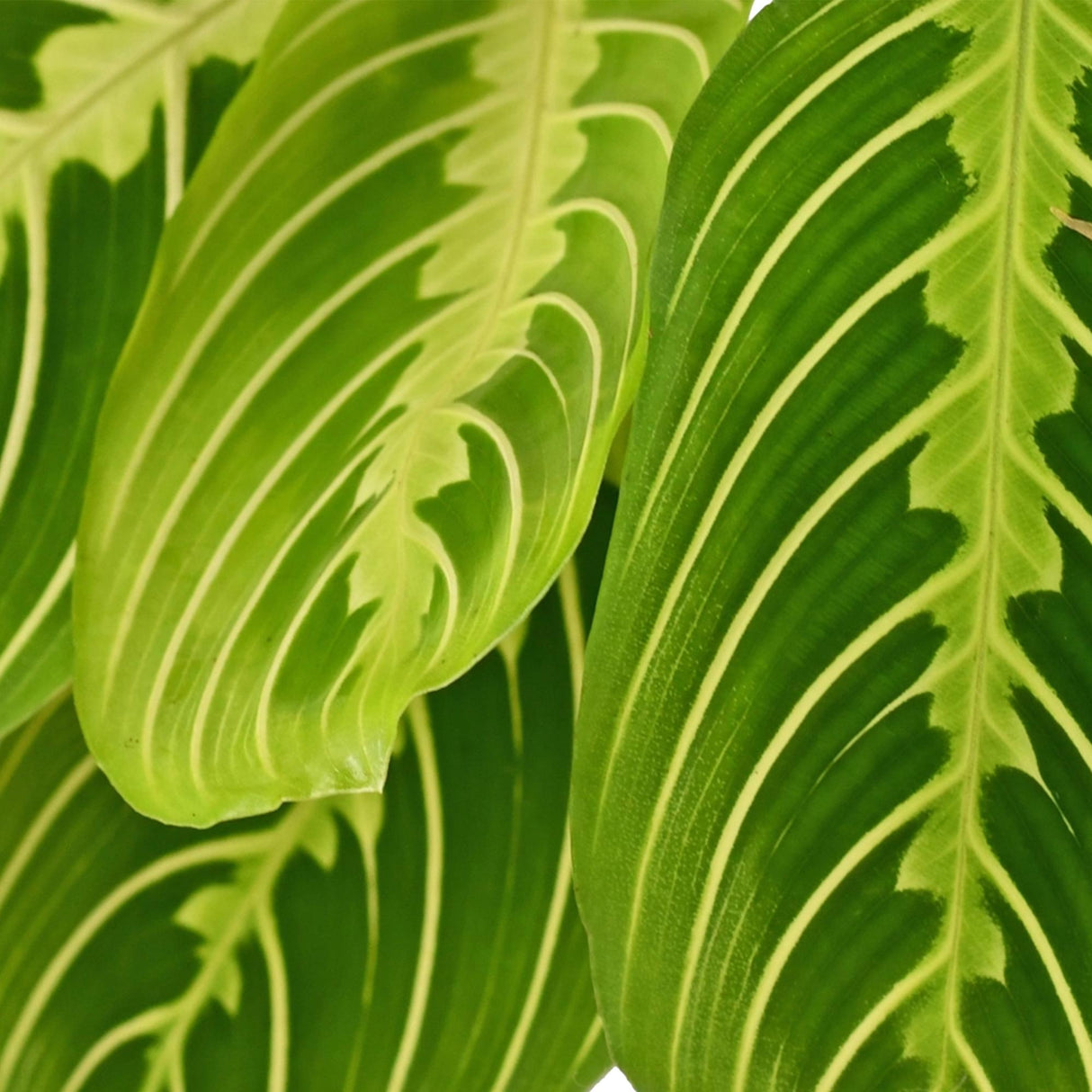 Livraison plante Maranta Fascinator Lemon Lime