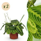 Livraison plante Maranta Fascinator Lemon Lime