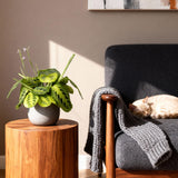 Livraison plante Maranta Fascinator Lemon Lime