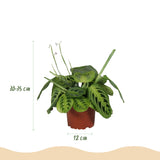 Livraison plante Maranta Fascinator Lemon Lime