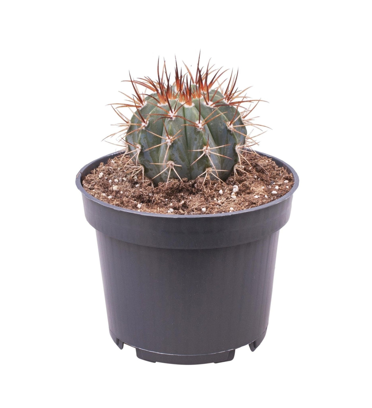 Livraison plante Melocactus Azureus h17.0cm