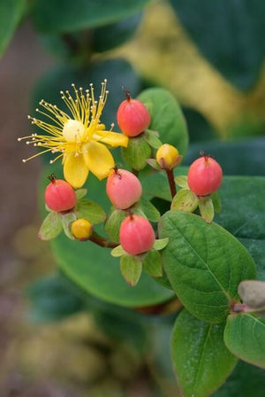 Livraison plante Millepertuis inodore 'Annebel'