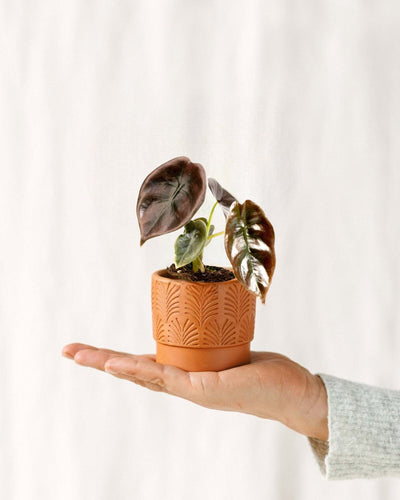 Mini Alocasia Cuprea Roja