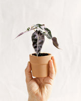 Livraison plante Mini Alocasia Curly Bambino