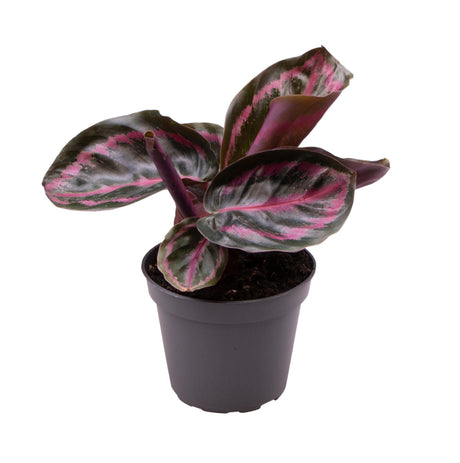 Livraison plante Mini Calathea Roseopicta