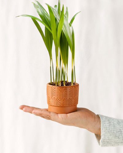 Mini Chrysalidocarpus Lutescens - Palmera Areca Enana