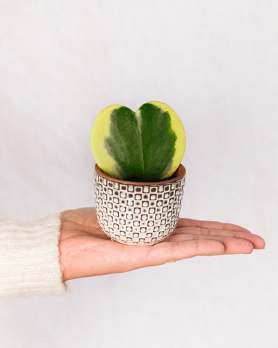 Mini Hoya corazón variegata