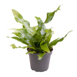 Livraison plante Mini Microsorum