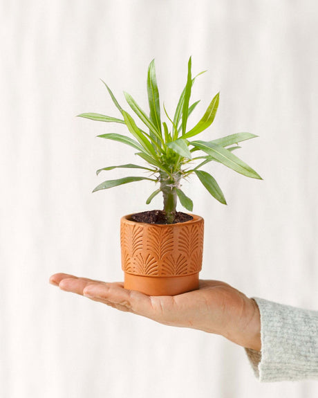 Livraison plante Mini Pachypodium Lamerei