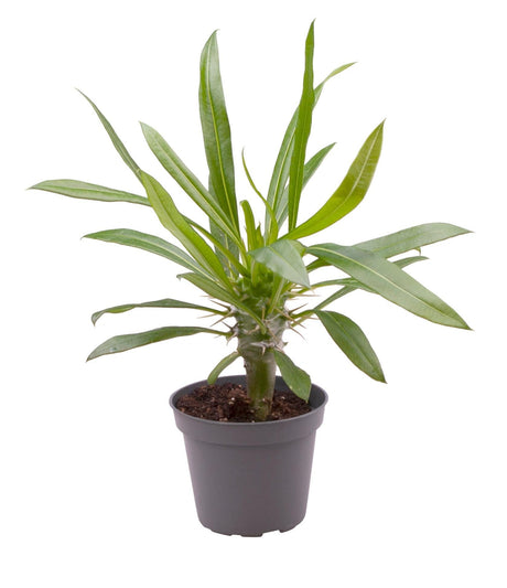 Livraison plante Mini Pachypodium Lamerei