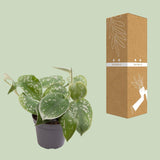 Livraison plante Mini Philodendron Scandens Pictus