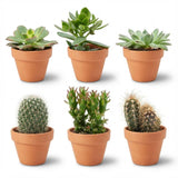 Livraison plante Mix Cactus & Succulentes