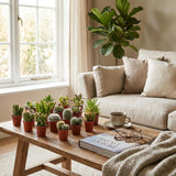 Livraison plante Mix Cactus & Succulentes