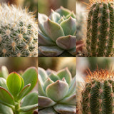 Livraison plante Mix Cactus & Succulentes