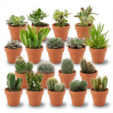Livraison plante Mix Cactus & Succulentes
