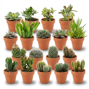 Livraison plante Mix Cactus & Succulentes