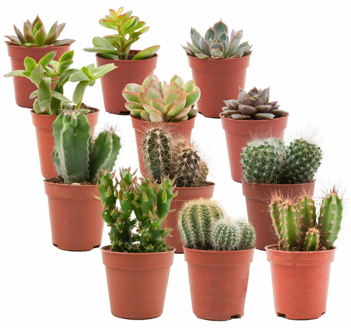 Livraison plante Mix Cactus & Succulentes