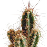 Livraison plante Mix de 5 cactus h13cm