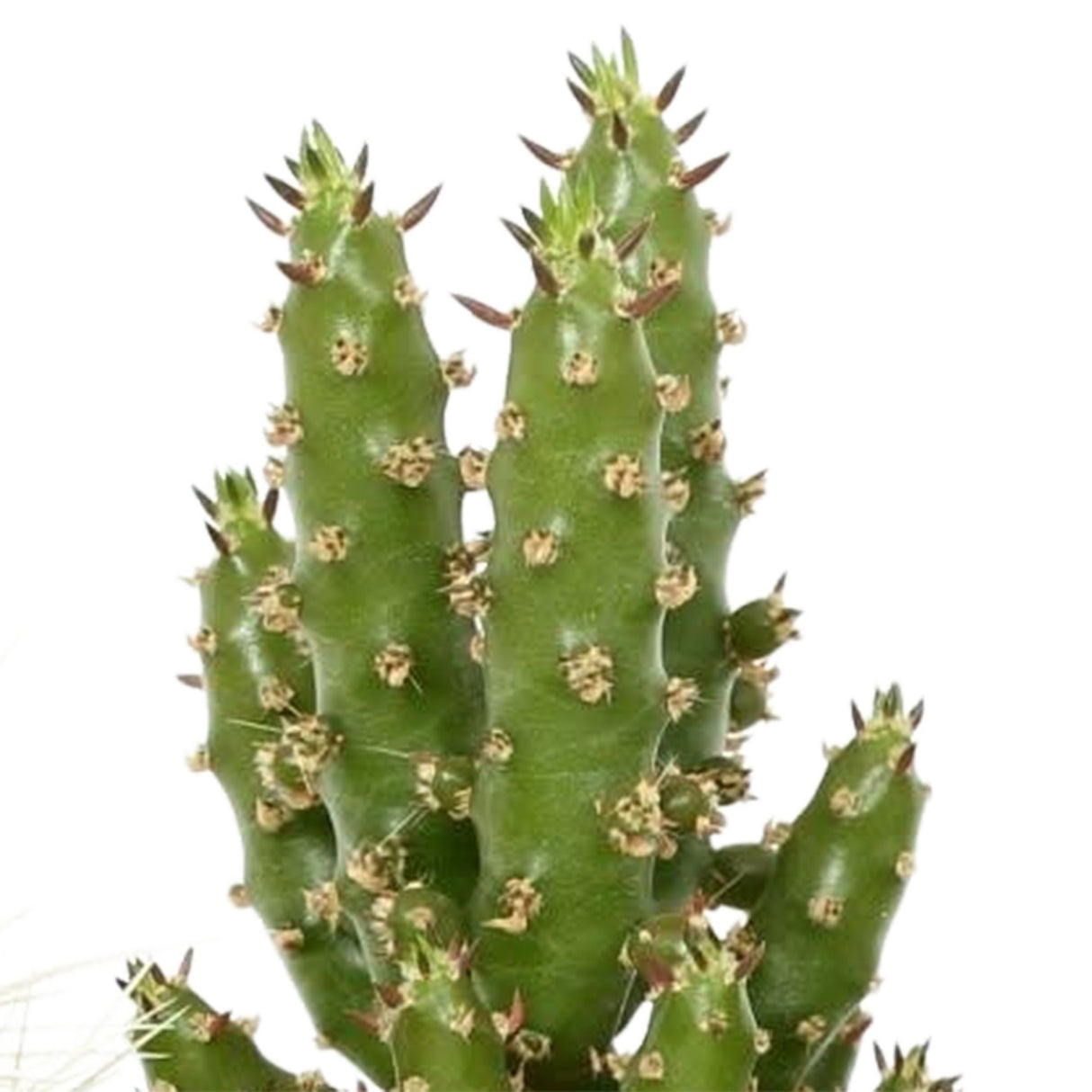 Livraison plante Mix de 5 cactus h13cm