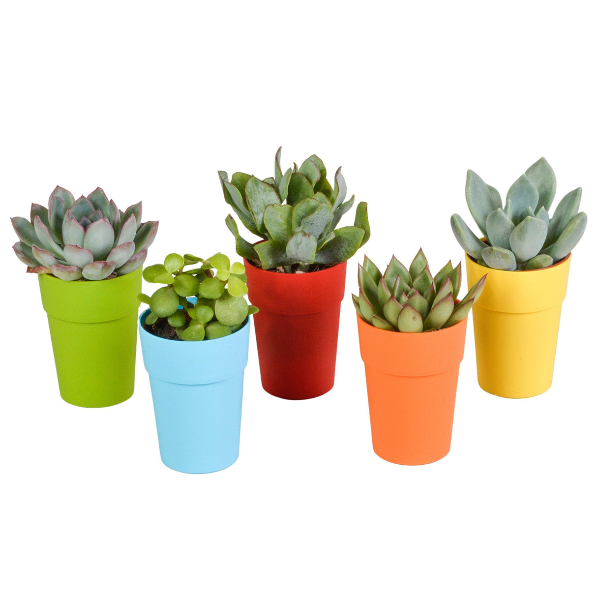 Livraison plante Mix de 5 succulentes et leurs caches - pots colorés h16cm