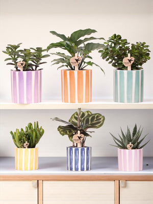Livraison plante Mix de Plantes Vertes avec Pots Decoratifs