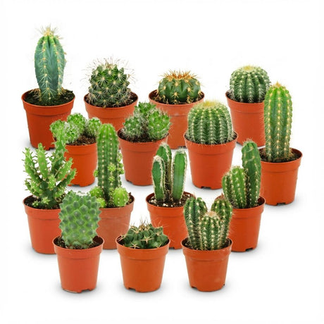 Livraison plante Mix mini Cactus