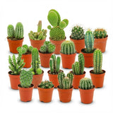 Livraison plante Mix mini Cactus